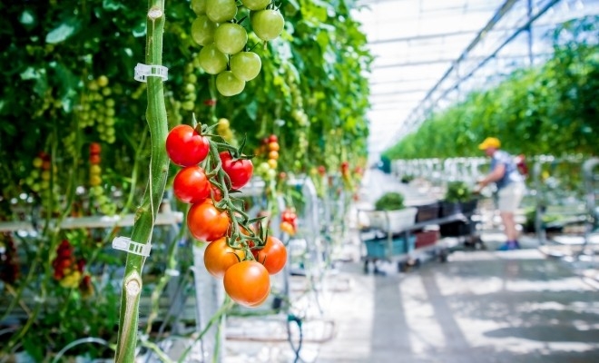 ajutor-de-minimis-pentru-legumicultori-s23048